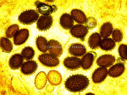Spores tuber-melanosporum